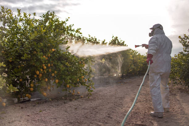 Best Best Pest Control Companies  in Naco, AZ